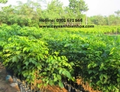 Cung cấp cây giống tại Biên Hòa 