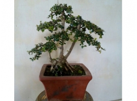 Cây bonsai mini 3