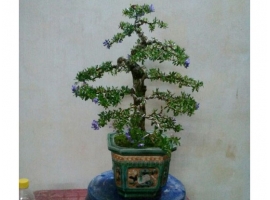 Cây bonsai mini 4