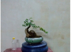 Cây bonsai mini 5