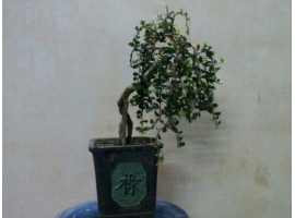 Cây bonsai mini 6
