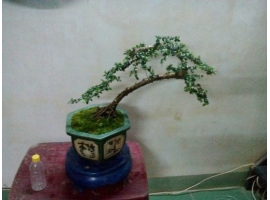 Cây bonsai mini 1